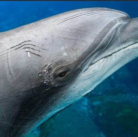 鯨之傷