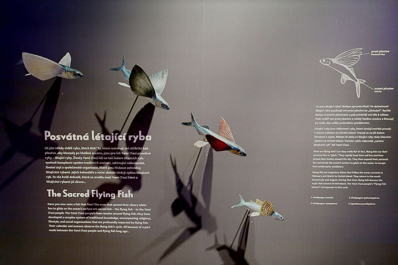 The Sacred Flying Fish