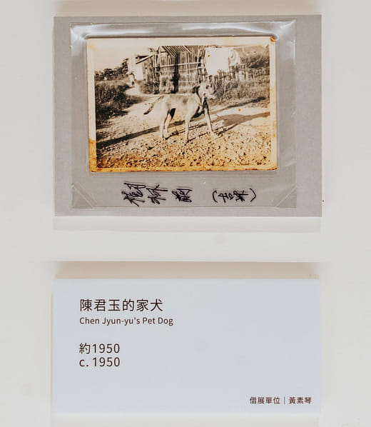 Chen Jyun-yu's Pet Dog