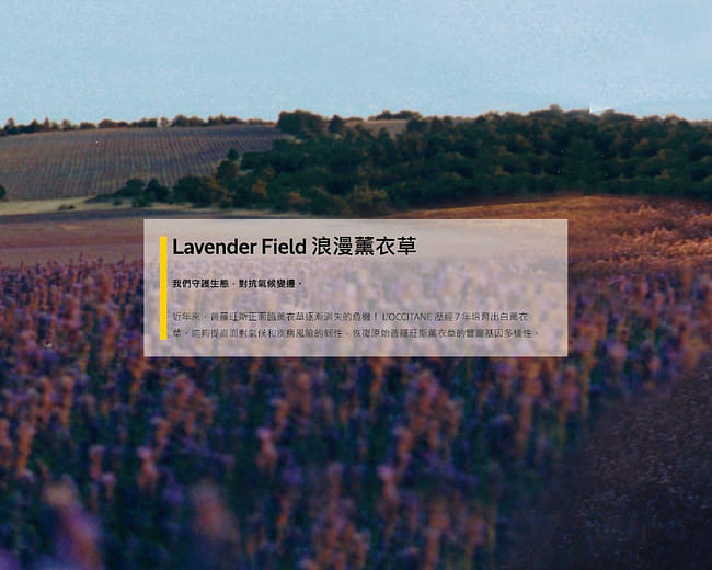 浪漫薰衣草