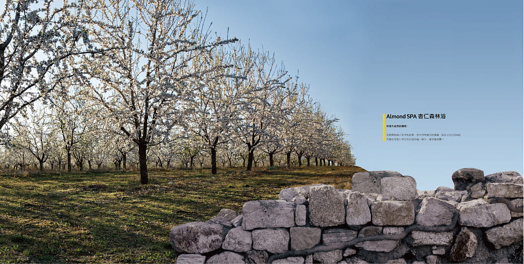 杏仁森林浴