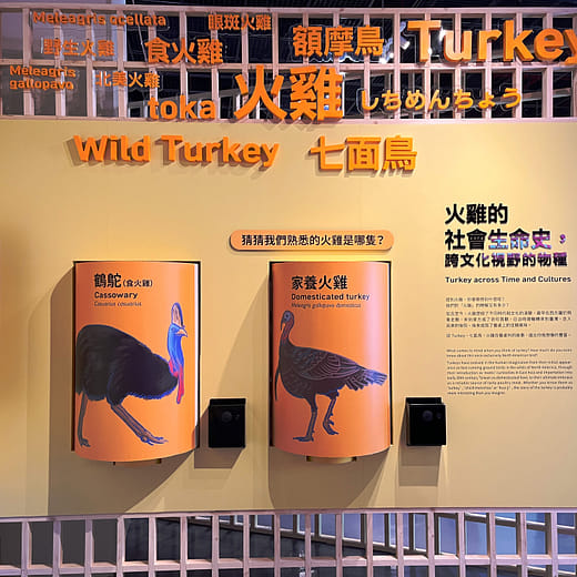 猜猜我們熟悉的火雞是哪隻？