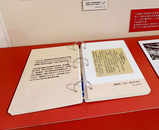 由黑翻白的火雞品種－剪報資料