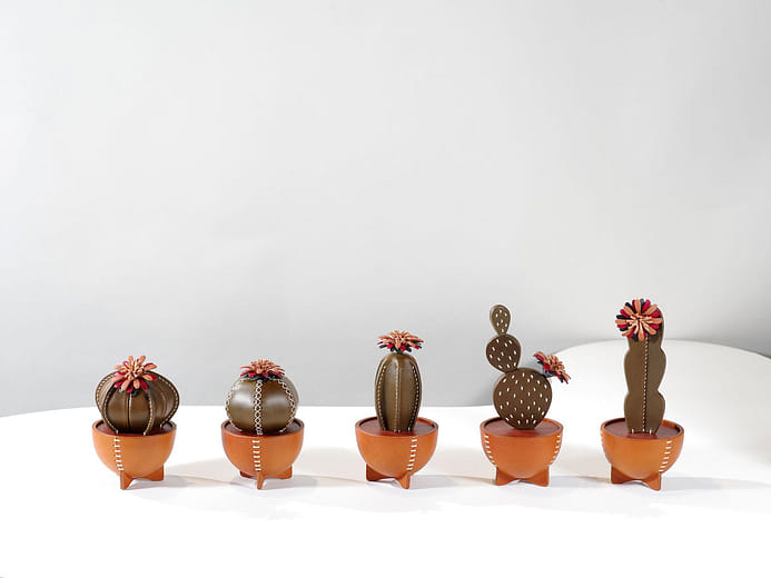 CACTACEAE 皮革仙人掌 CACTACEAE, Leather Cactus