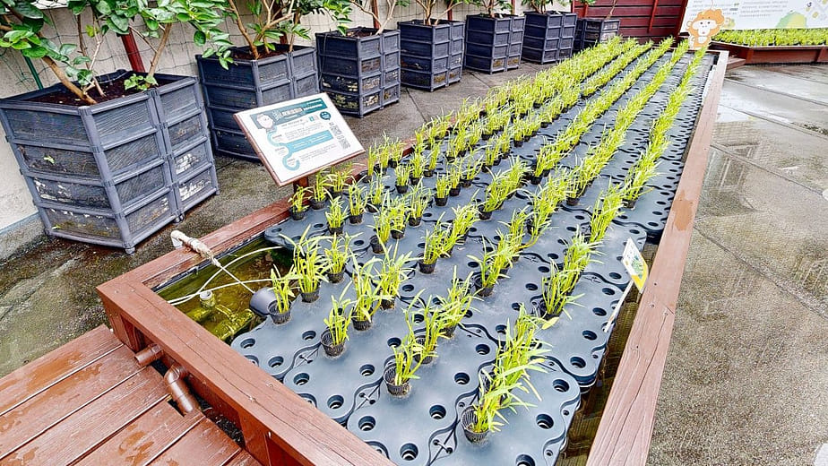 魚菜共生的共存環境