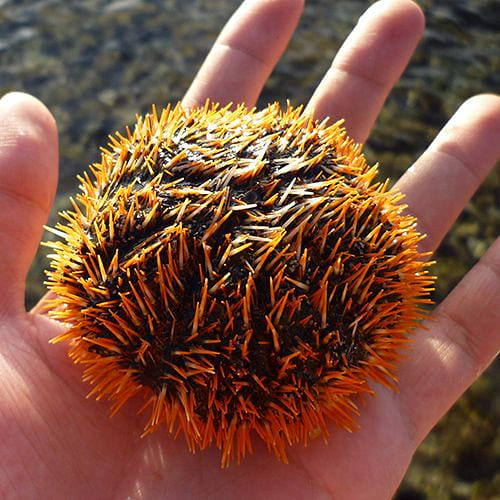 馬糞海膽吃素養更肥！