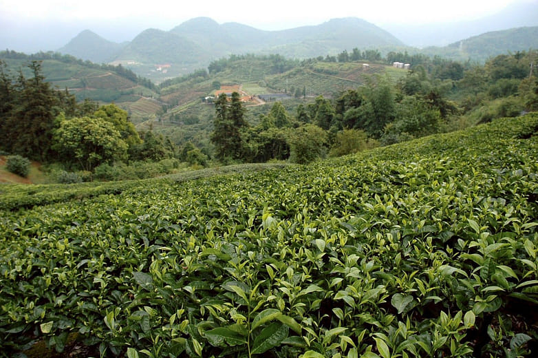 Tea Research and Extension Station