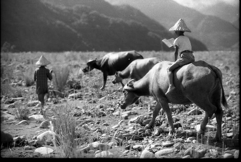 牧童掌牛系列之二