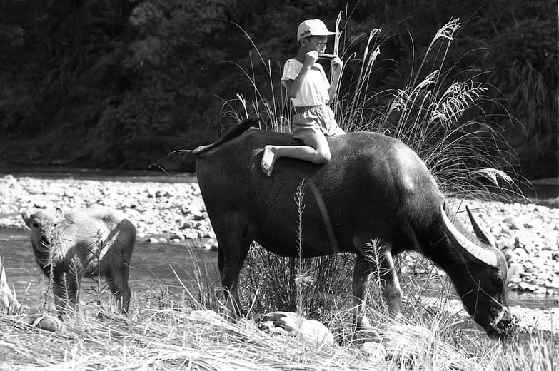 牧童掌牛系列一