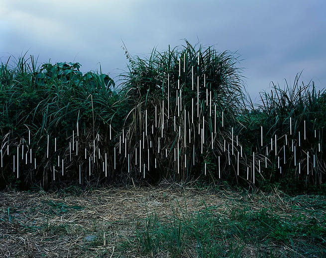 之間：芒草叢．鳳林