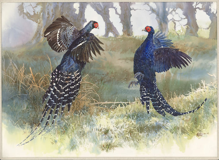 打鬥中的帝雉雄鳥