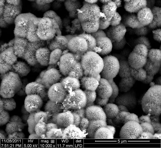 The “Yellow Boy”