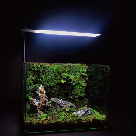 觀賞水族產業之路