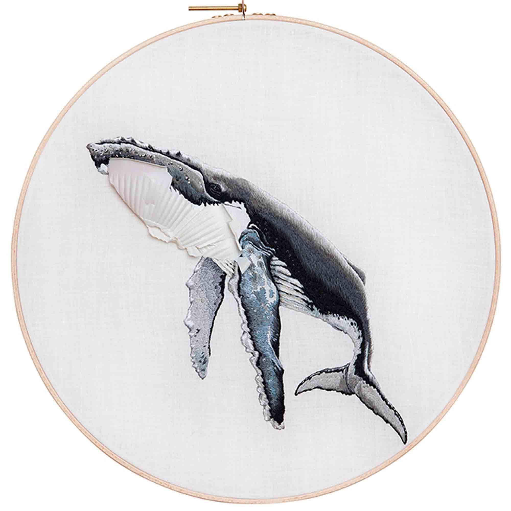 座頭鯨 Megaptera novaeangliae