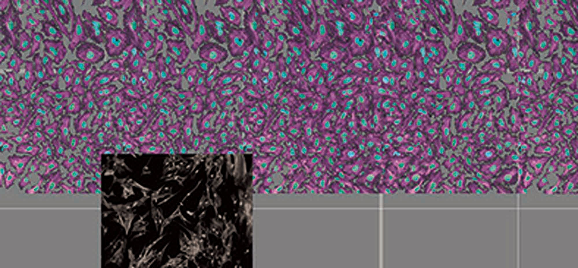 不死怪物 The Immortal Unity