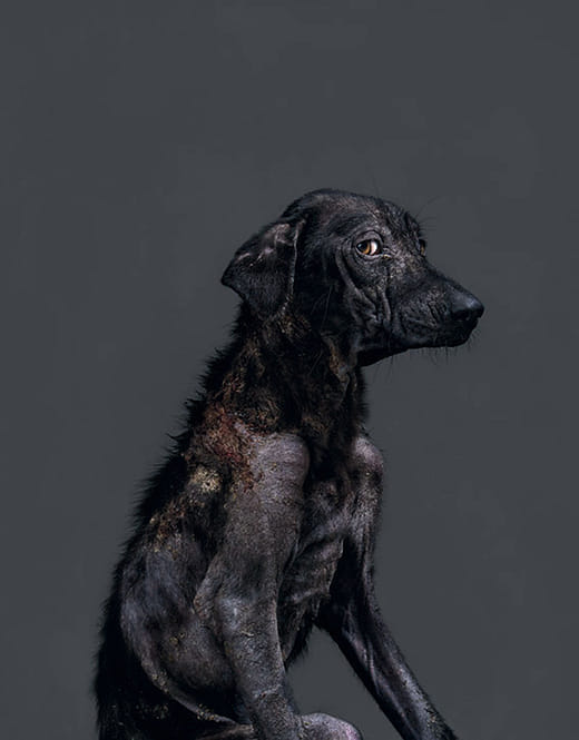 2011/11/28  10:54 a.m.  台灣某公立收容所  距離安樂死執行時間：1.2小時 2011/11/28  10:54 a.m. Taiwanese Public Animal Shelter  Time until Euthanized: 1.2 Hours