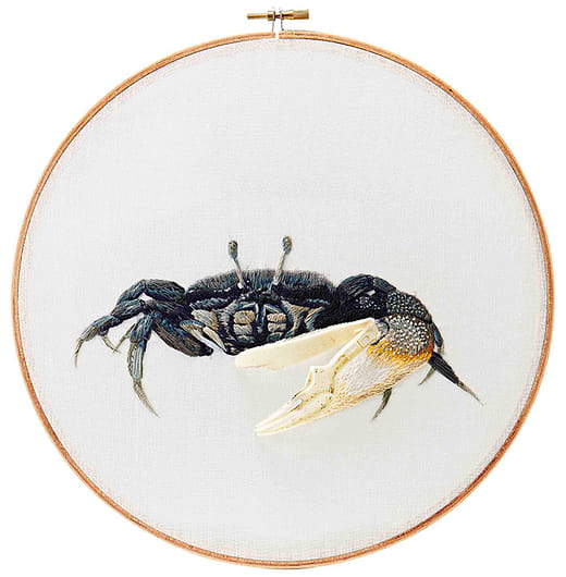 台灣招潮蟹 Uca formosensis