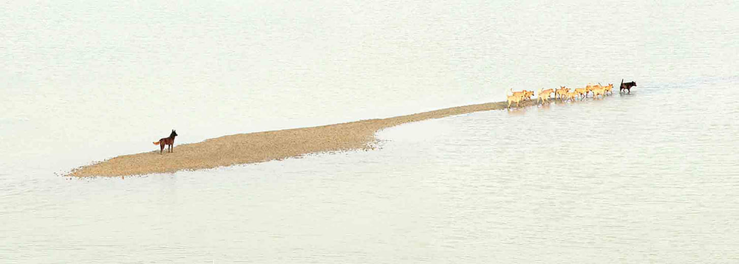 台灣土狗 Taiwan To Go － No 01