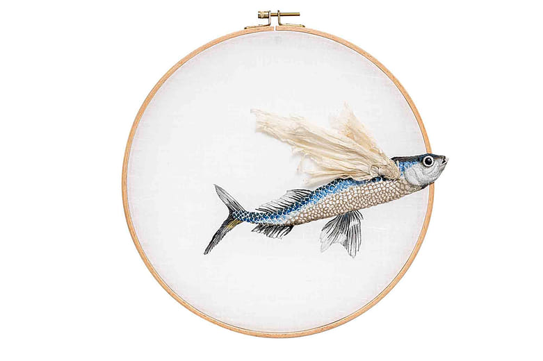 ⽩鰭鬚唇飛魚 Cheilopogon unicolor