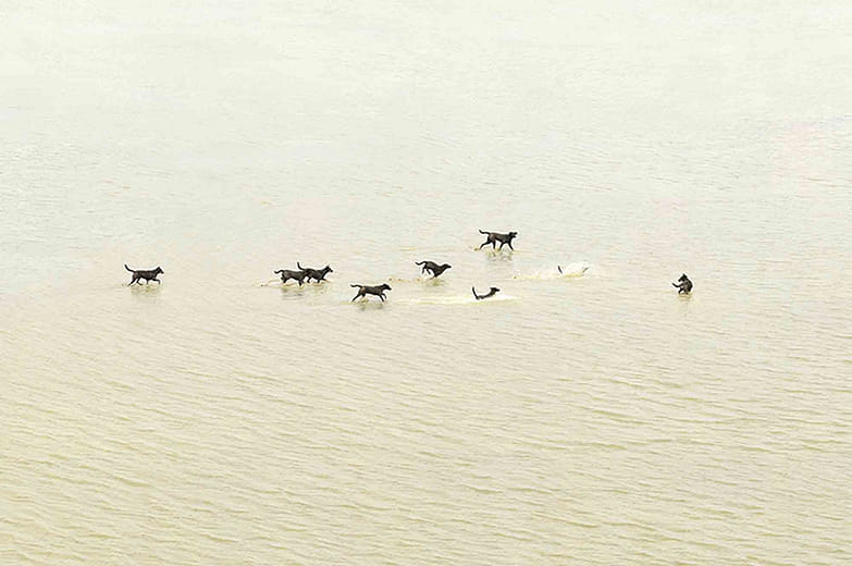 台灣土狗 Taiwan To Go － No 08