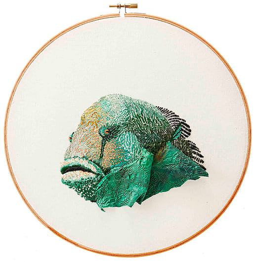 曲紋唇⿂ Cheilinus undulatus