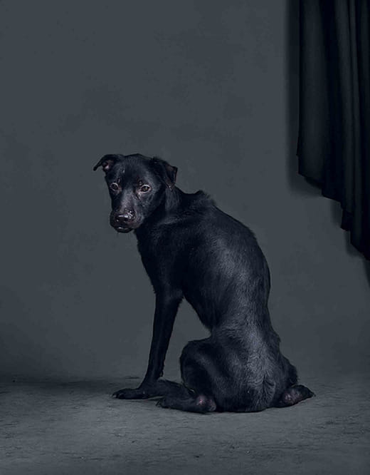 2011/03/07  04:17 a.m.  台灣某公立收容所  距離安樂死執行時間：13.2小時 2011/03/07  04:17 a.m. Taiwanese Public Animal Shelter Time until Euthanized: 13.2 Hours