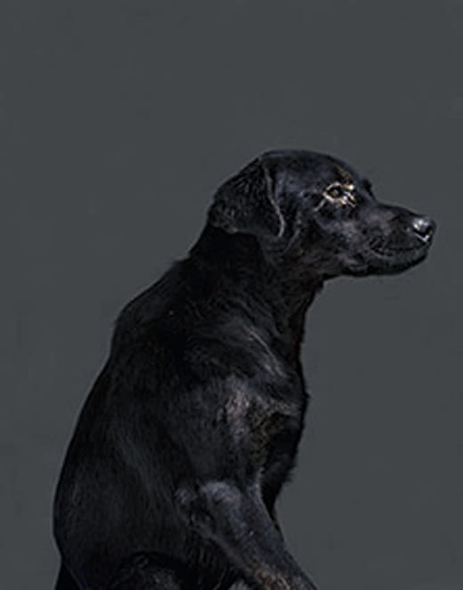 2011/09/23  10:00 a.m.  台灣某公立收容所  距離安樂死執行時間：1.4小時 2011/09/23  10:00 a.m. Taiwanese Public Animal Shelter  Time until Euthanized: 1.4 Hours