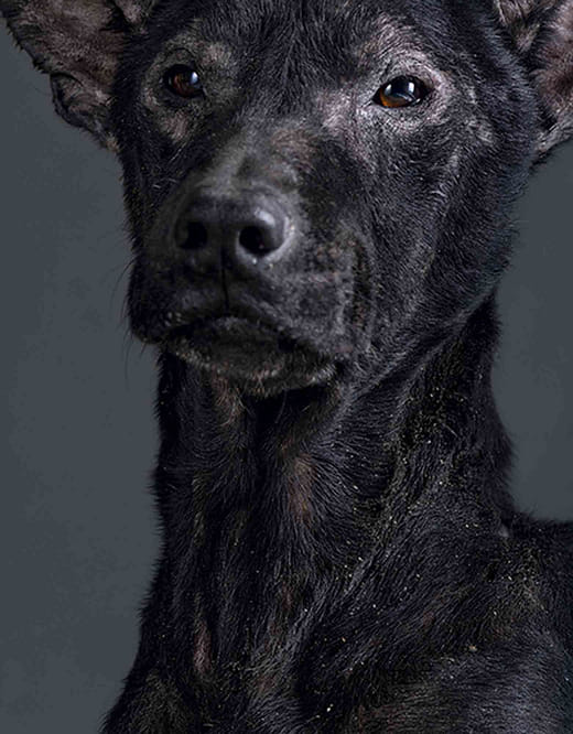 2011/09/23  12:58 p.m.  台灣某公立收容所  距離安樂死執行時間：1.1小時 2011/09/23  12:58 p.m. Taiwanese Public Animal Shelter Time until Euthanized: 1.1 Hours