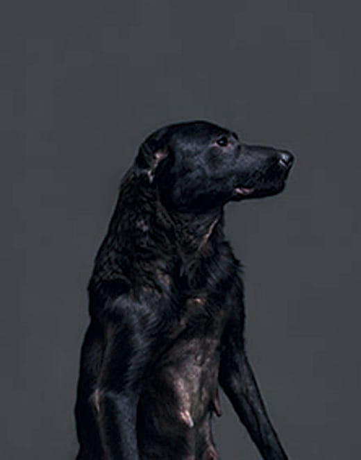 2011/06/13  11:44 a.m.  台灣某公立收容所  距離安樂死執行時間：40分鐘 2011/06/13  11:44 a.m. Taiwanese Public Animal Shelter  Time until Euthanized: 40 Minutes