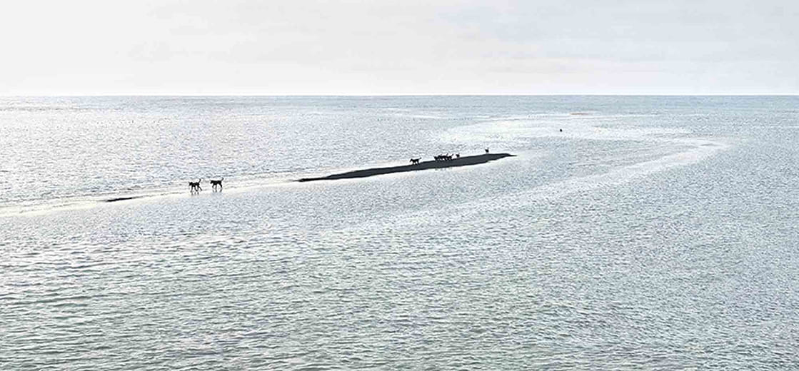 台灣土狗 Taiwan To Go － No 05