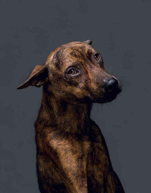 2011/08/01  11:38 a.m.  台灣某公立收容所  距離安樂死執行時間：29分鐘 2011/08/01  11:38 a.m. Taiwanese Public Animal Shelter Time until Euthanized: 29 Minutes