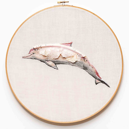 台灣⽩海豚－龍 Sousa chinensis taiwanensis -Dragon