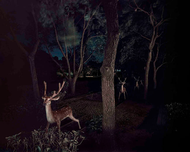 幽靈公園－梅花鹿 The Ghost Park–Sika Deer