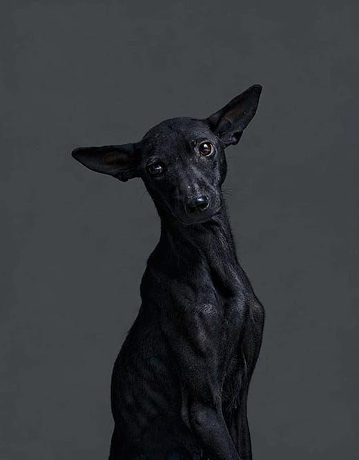 2012/12/10  10:35 a.m.  台灣某公立收容所  距離安樂死執行時間：43分鐘 2012/12/10  10:35 a.m. Taiwanese Public Animal Shelter Time until Euthanized: 43 Minutes