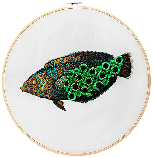 青斑阿南⿂ Anampses caeruleopunctatus