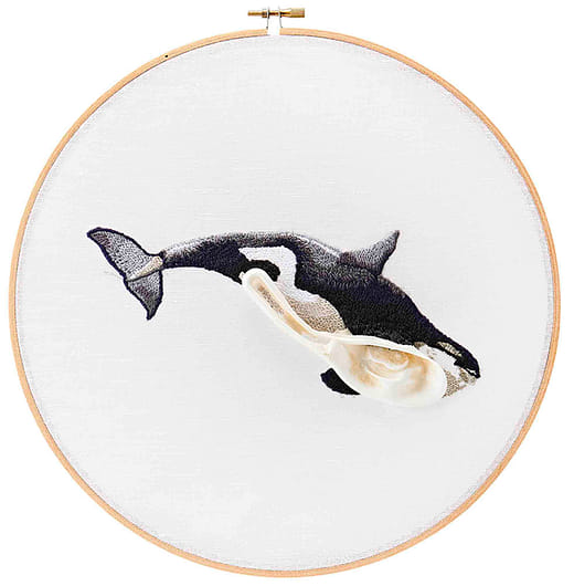 殺⼈鯨 Orcinus orca