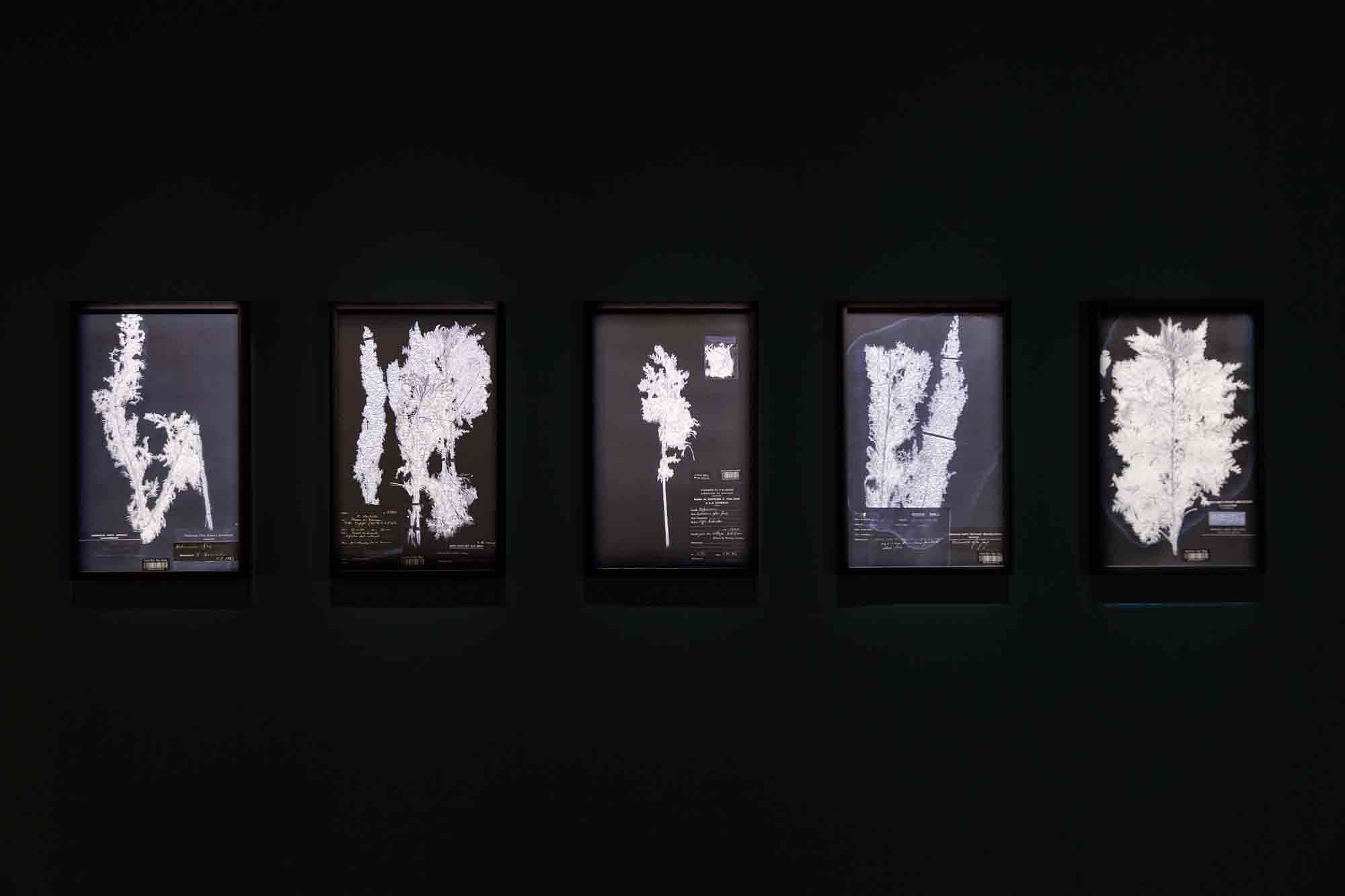 《喀坦加的非洲苦艾》Artemesia afra in Katanga