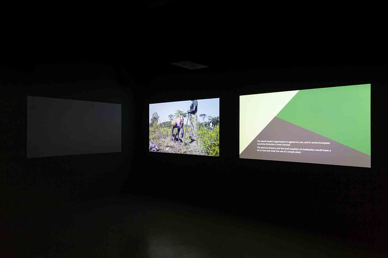 《向苦艾學習》Learning from Artemisia