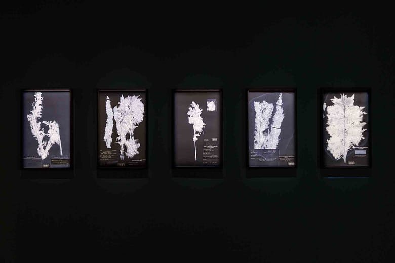 《喀坦加的非洲苦艾》Artemesia afra in Katanga