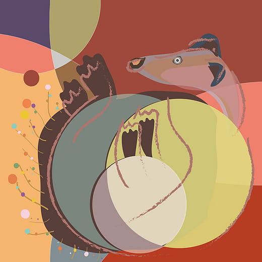 麝香貓的日子等待開花