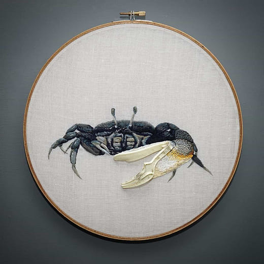 台灣招潮蟹 Uca formosensis