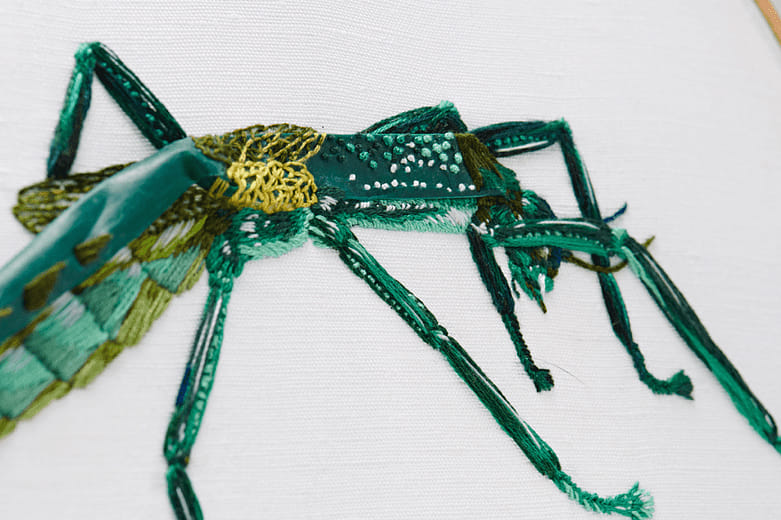 津田氏大頭竹節蟲 Megacrania tsudai