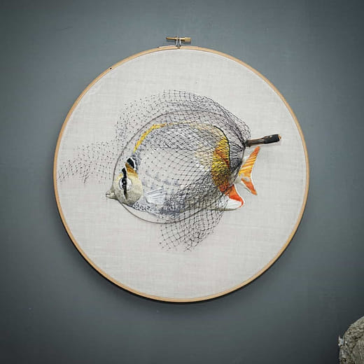 紅尾蝴蝶魚 Chaetodon xanthurus