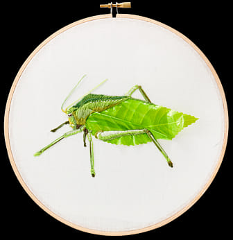 蘭嶼大葉螽蟴 Phyllophorina kotoshoensis