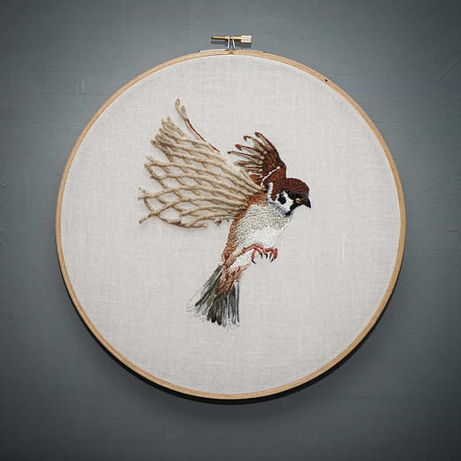 麻雀 Passer montanus