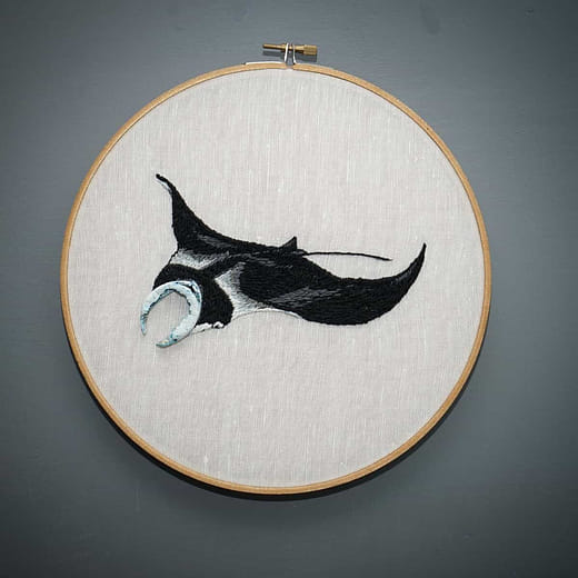 鬼福魟 Manta birostris