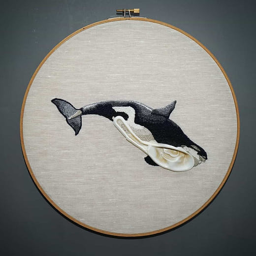 殺人鯨 Orcinus orca