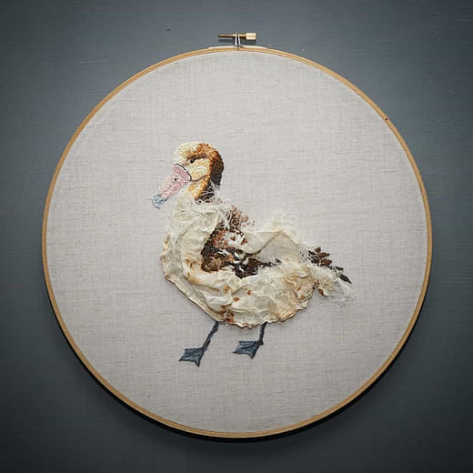 短尾信天翁 Phoebastria albatrus