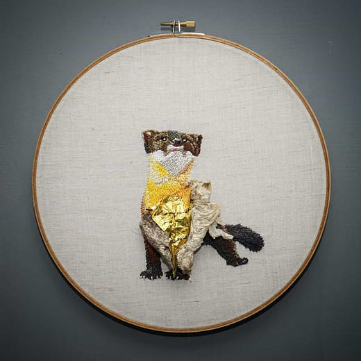 黃喉貂 Martes flavigula