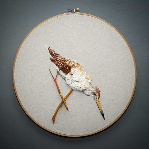 諾氏鷸 Tringa Guttifer